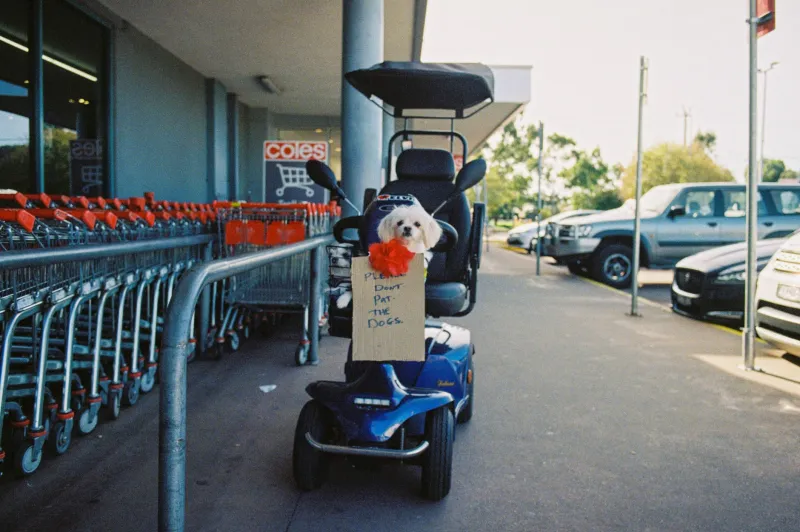 Trolley Rage and Tarmac Diplomacy: The Unhinged Science of the Aldi Car Park